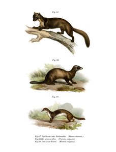 Marten by German School